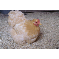 Cochin kriel kuikens hennen